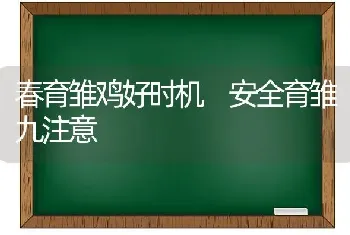 春育雏鸡好时机 安全育雏九注意