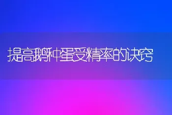 提高鹅种蛋受精率的诀窍