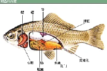 鱼病知识--鱼类的免疫组织