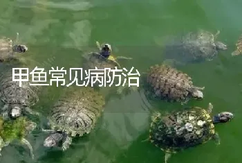 甲鱼常见病防治