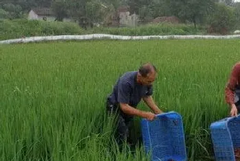 稻田养殖小龙虾的十个技术要点