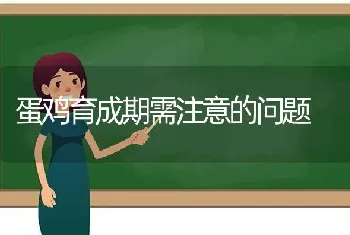 蛋鸡育成期需注意的问题