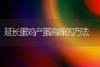 延长蛋鸡产蛋高峰的方法