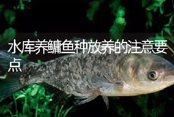 水库养鳙鱼种放养的注意要点