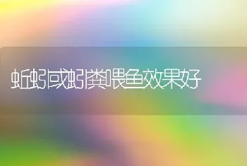 蚯蚓或蚓粪喂鱼效果好