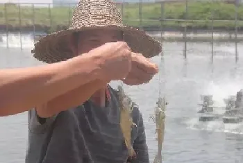 水产杂谈丨论南美白对虾塘水质分层