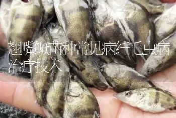 翘嘴鳜苗种常见病纤毛虫病治疗技术