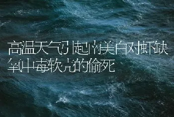 高温天气引起南美白对虾缺氧中毒软壳的偷死