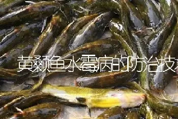 黄颡鱼水霉病的防治技术