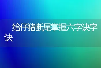 给仔猪断尾掌握六字诀字诀