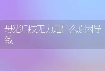 母猪后肢无力是什么原因导致