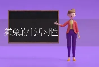 獭兔的生活习性