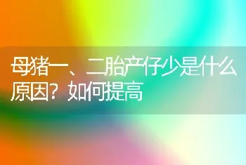 母猪一、二胎产仔少是什么原因?如何提高