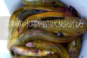 黄颡鱼水霉病症状及防治方法