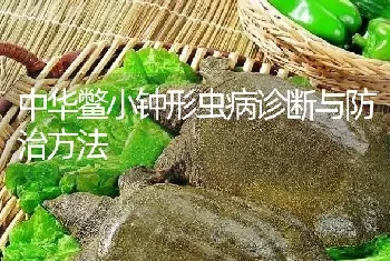 中华鳖小钟形虫病诊断与防治方法