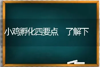 小鸡孵化四要点 了解下