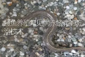 鳗鱼养殖常见病赤鳍病的防治技术