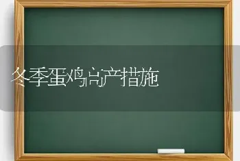 冬季蛋鸡高产措施