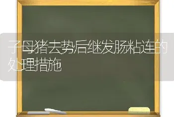 子母猪去势后继发肠粘连的处理措施