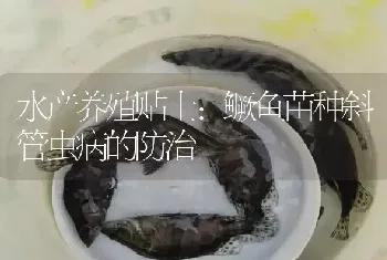 水产养殖贴士：鳜鱼苗种斜管虫病的防治