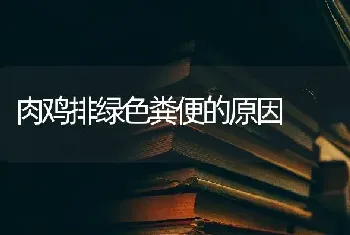 肉鸡排绿色粪便的原因