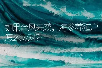 如果台风来袭,海参养殖户怎么应对?