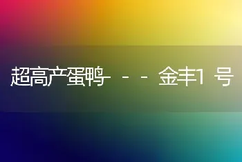 超高产蛋鸭---金丰1号