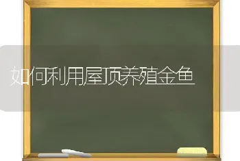 如何利用屋顶养殖金鱼