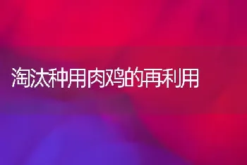 淘汰种用肉鸡的再利用