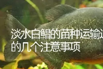 淡水白鲳的苗种运输过程中的几个注意事项