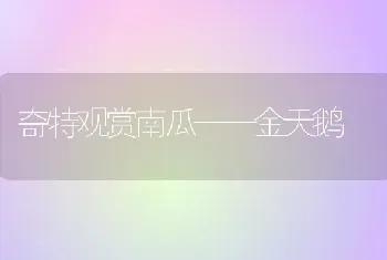 奇特观赏南瓜——金天鹅