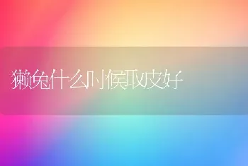 獭兔什么时候取皮好