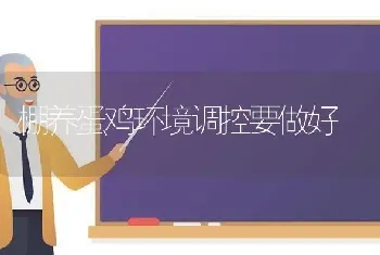 棚养蛋鸡环境调控要做好