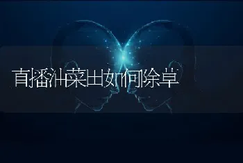 产蛋旺季 蛋鸡的管理要点