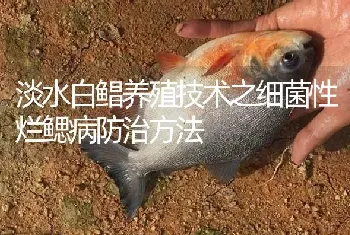 淡水白鲳养殖技术之细菌性烂鳃病防治方法