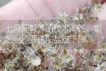 七月河蟹养殖技术问答：蟹塘氨氮亚硝酸盐难下降