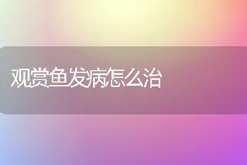 观赏鱼发病怎么治