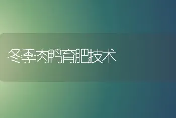 冬季肉鸭育肥技术