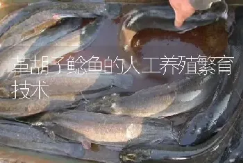 革胡子鲶鱼的人工养殖繁育技术