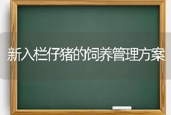 新入栏仔猪的饲养管理方案