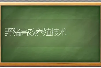 野猪高效养殖技术