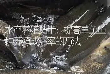 水产养殖贴士：提高草鱼鱼种养殖成活率的方法