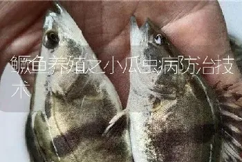 鳜鱼养殖之小瓜虫病防治技术