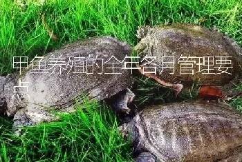 甲鱼养殖的全年各月管理要点