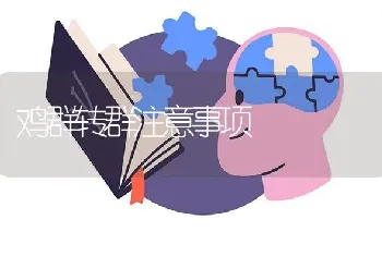 鸡群转群注意事项