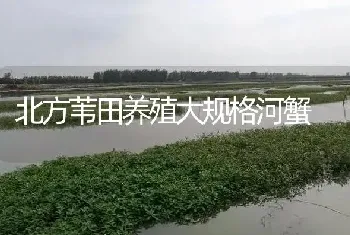 北方苇田养殖大规格河蟹