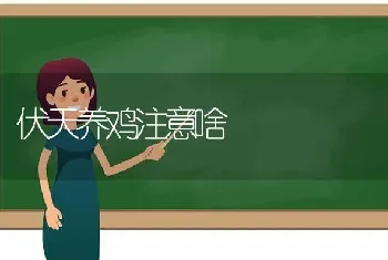 伏天养鸡注意啥