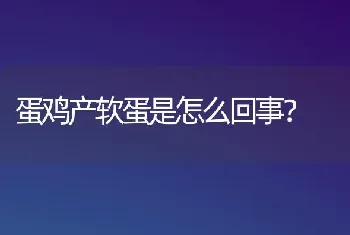 蛋鸡产软蛋是怎么回事?