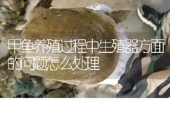 甲鱼养殖过程中生殖器方面的问题怎么处理