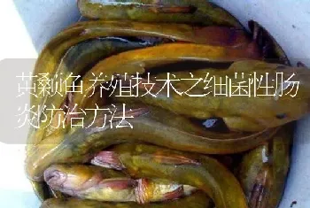 黄颡鱼养殖技术之细菌性肠炎防治方法